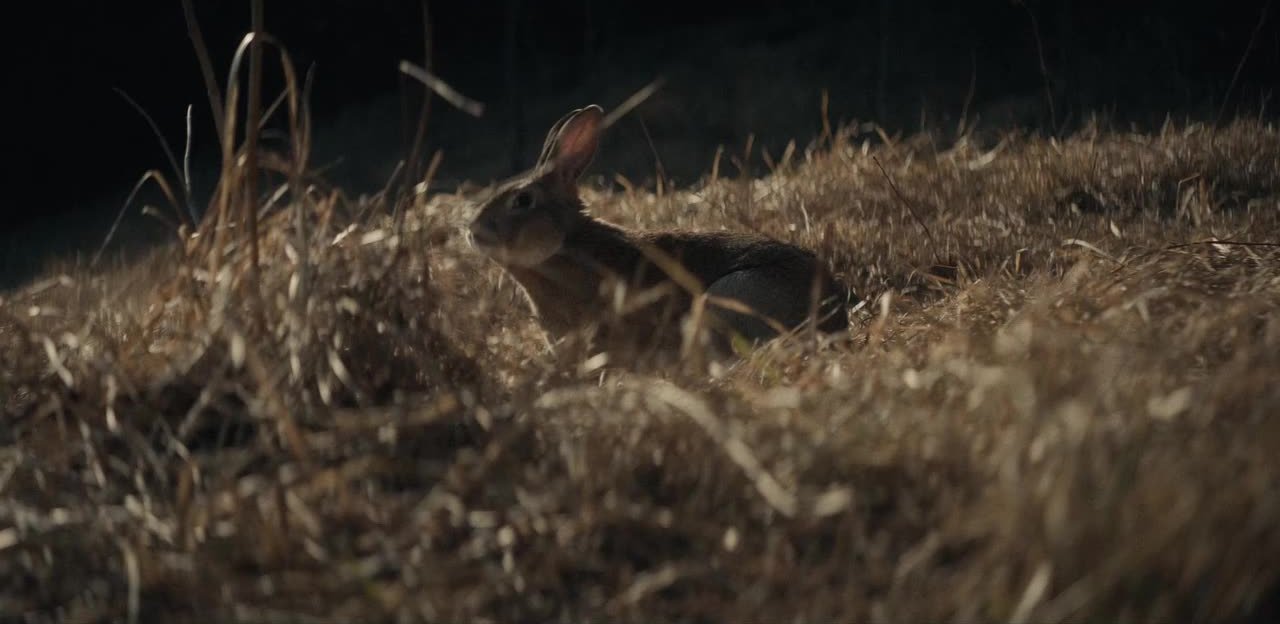 Y: The Last Man